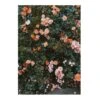 Rose Poster -Sfeer Decoratie 26158 01 01 9f8e0042ad