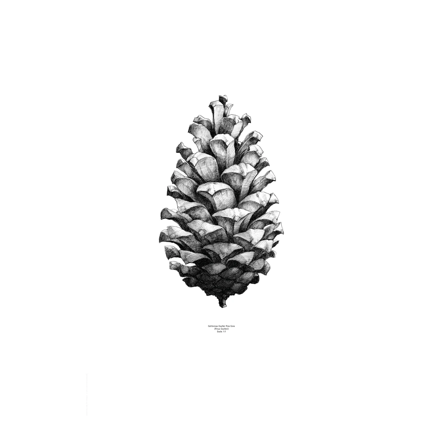 1:1 Pine Cone Poster 3 1:1 Pine Cone Poster