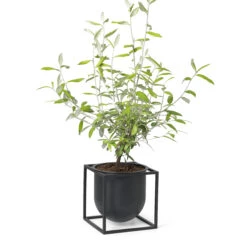 By Lassen Kubus Bloempot 14 Cm 6 By Lassen Kubus Bloempot 14 Cm -Sfeer Decoratie 36598 01 02 20ff2b67a5