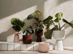 Iittala Nappula Pot H32 Cm Ø19 Cm 6 Iittala Nappula Pot H32 Cm Ø19 Cm -Sfeer Decoratie 503933 01 2 EnvironmentImage 7899450653