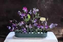 Klong Jubel Multifunctionele Vaas 45x14 Cm -Sfeer Decoratie 514035 01 6 EnvironmentImage 6565b58b0a