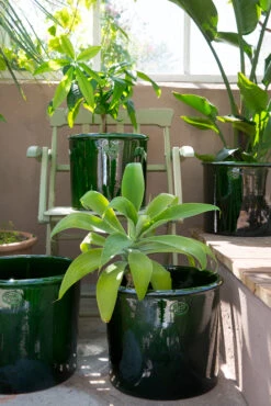 Bergs Potter Modena Bloempot Geglazuurd Ø35 Cm -Sfeer Decoratie 572411 01 41 EnvironmentImage 99f3047403