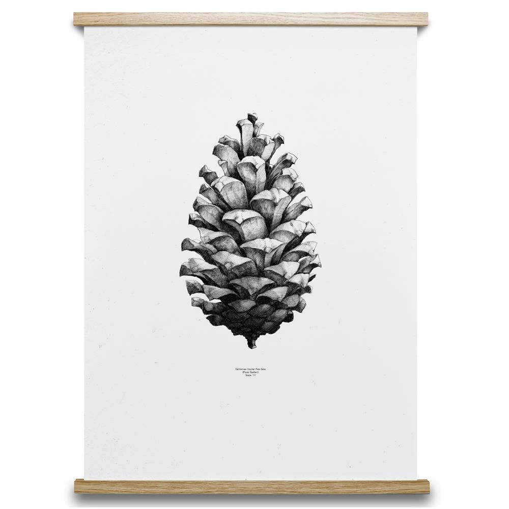 1:1 Pine Cone Poster 4 1:1 Pine Cone Poster - Afbeelding 2